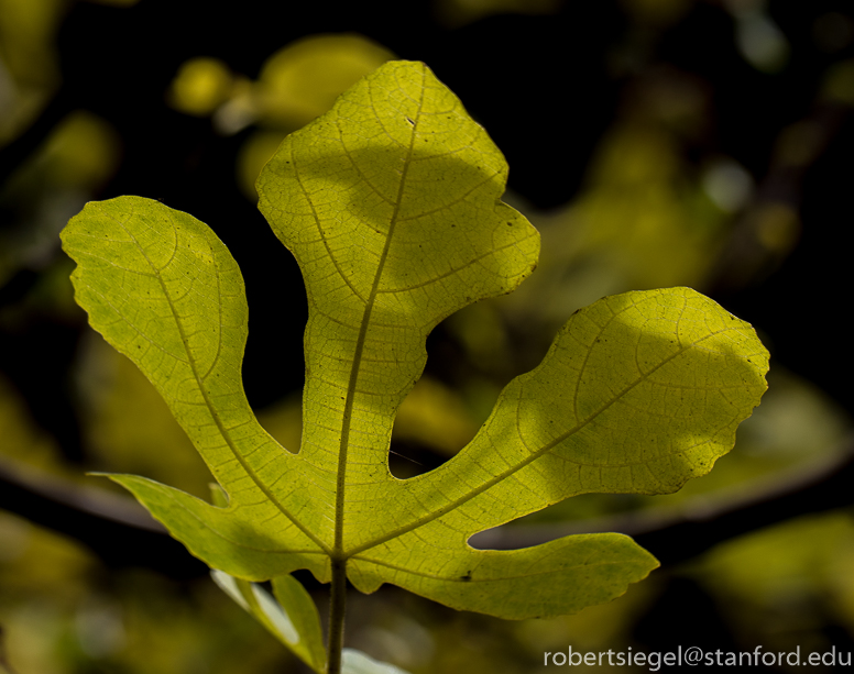 jasper ridge - fig leaf